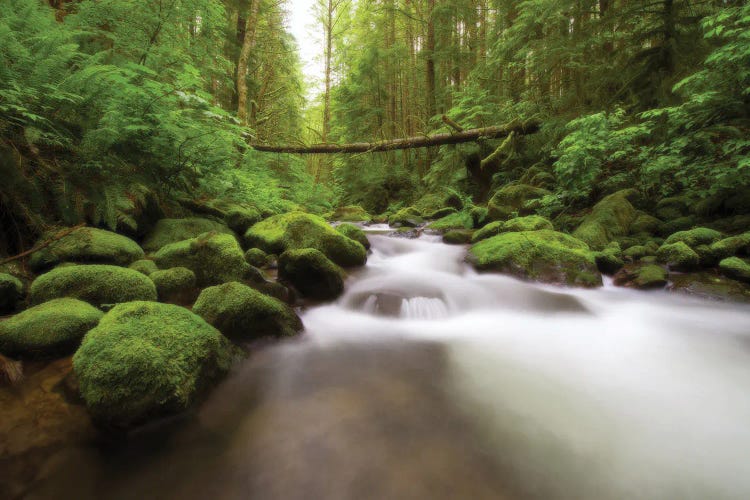 Rainier River by Dustin LeFevre wall art