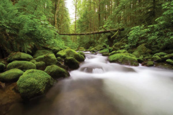 Washington: Rainier River by Dustin LeFevre