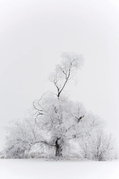 Utah: Spirit Tree by Dustin LeFevre