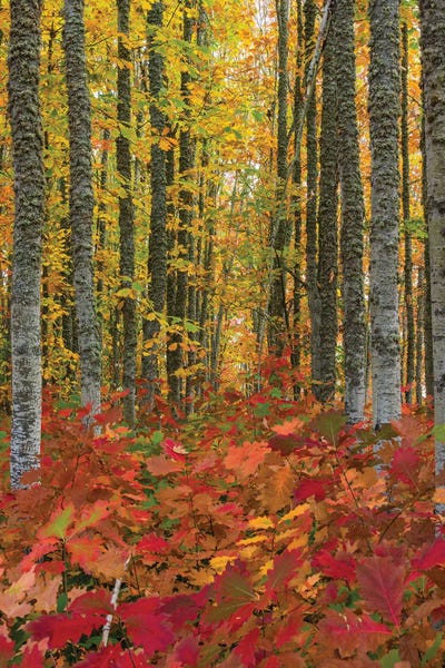 Autumn Grove by Dustin LeFevre framed wall art