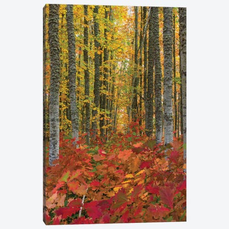 Autumn Grove Canvas Print #DLF124} by Dustin LeFevre Canvas Artwork