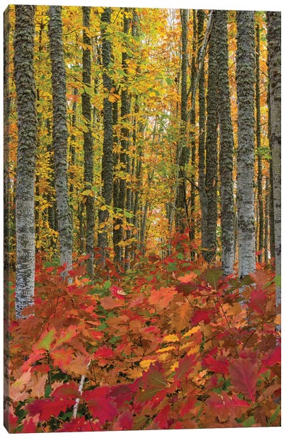Autumn Grove Canvas Art Print - Dustin LeFevre