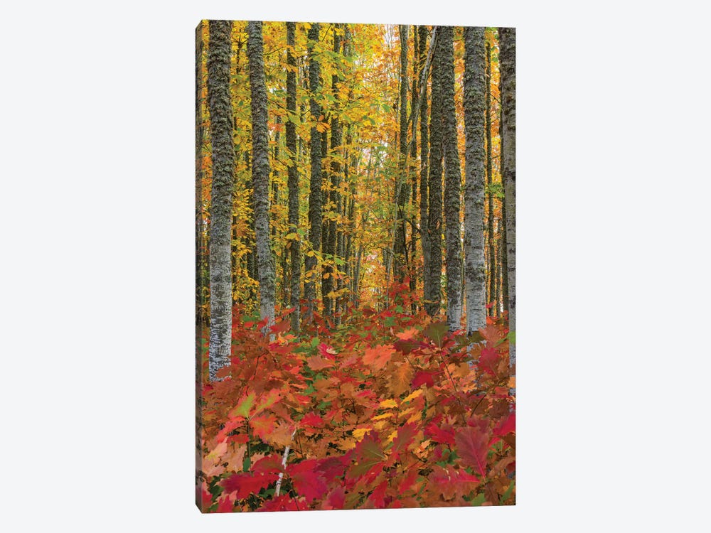 Autumn Grove by Dustin LeFevre 1-piece Canvas Wall Art