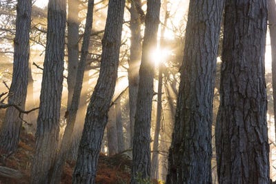 Grace by Dustin LeFevre framed wall art