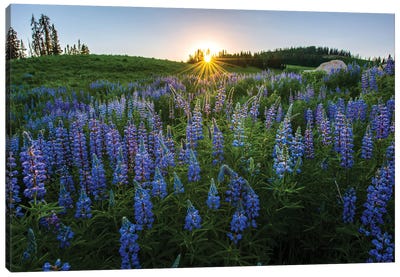 Lupine Hill Canvas Art Print - Lupines
