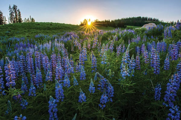 Lupines