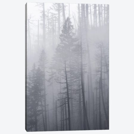 Veil Of Mist Canvas Print #DLF142} by Dustin LeFevre Canvas Print