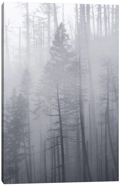 Veil Of Mist Canvas Art Print - Dustin LeFevre