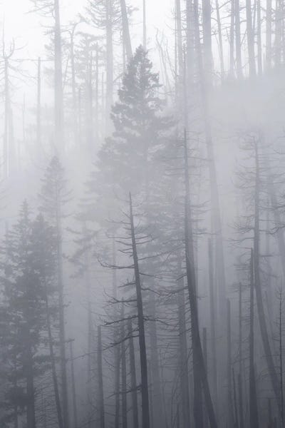Veil Of Mist