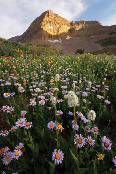 Timpanogos Wildflowers by Dustin LeFevre canvas print
