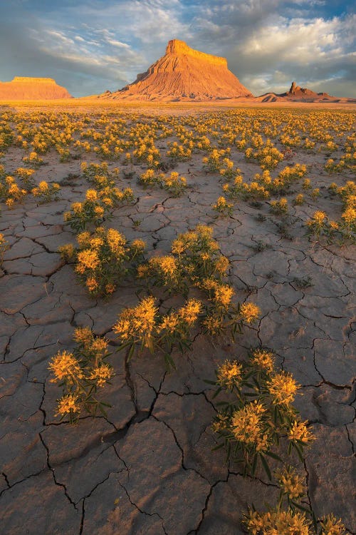 Field Of Gold