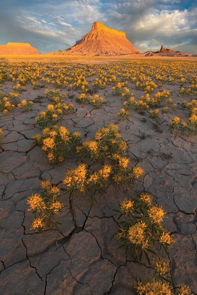 Dustin LeFevre: Field Of Gold by Dustin LeFevre