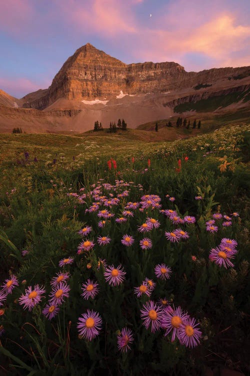 Aster Sunset by Dustin LeFevre wall art
