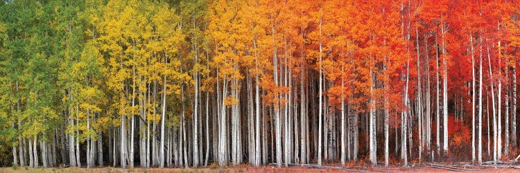 Rainbow Grove by Dustin LeFevre wall art