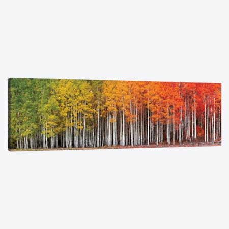 Rainbow Grove Canvas Print #DLF156} by Dustin LeFevre Canvas Art Print