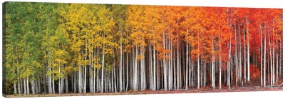 Rainbow Grove Canvas Art Print - Utah