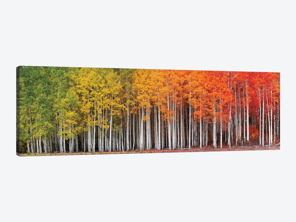 Rainbow Grove by Dustin LeFevre 1-piece Canvas Print