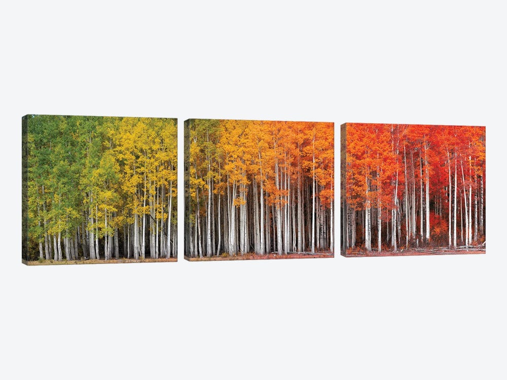Rainbow Grove by Dustin LeFevre 3-piece Canvas Print