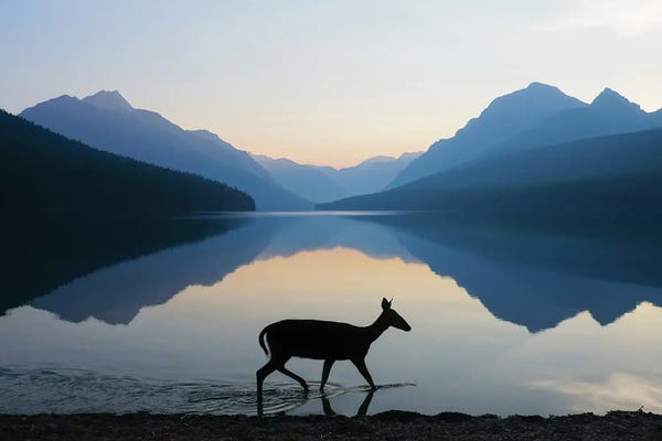 Montana: The Grace Of Wild Things by Dustin LeFevre
