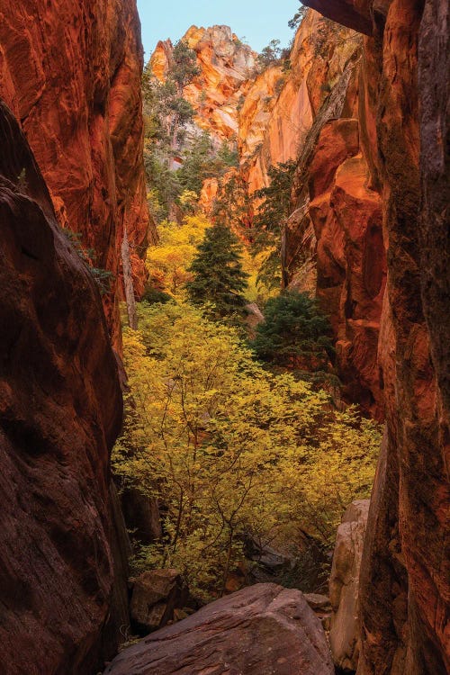 Autumn Canyon Zion by Dustin LeFevre wall art