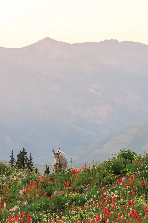 Guardian Of Timpanogos