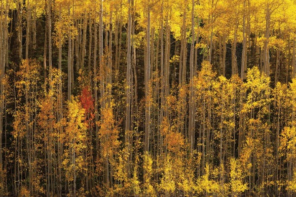 Dustin LeFevre: Eccentric by Dustin LeFevre