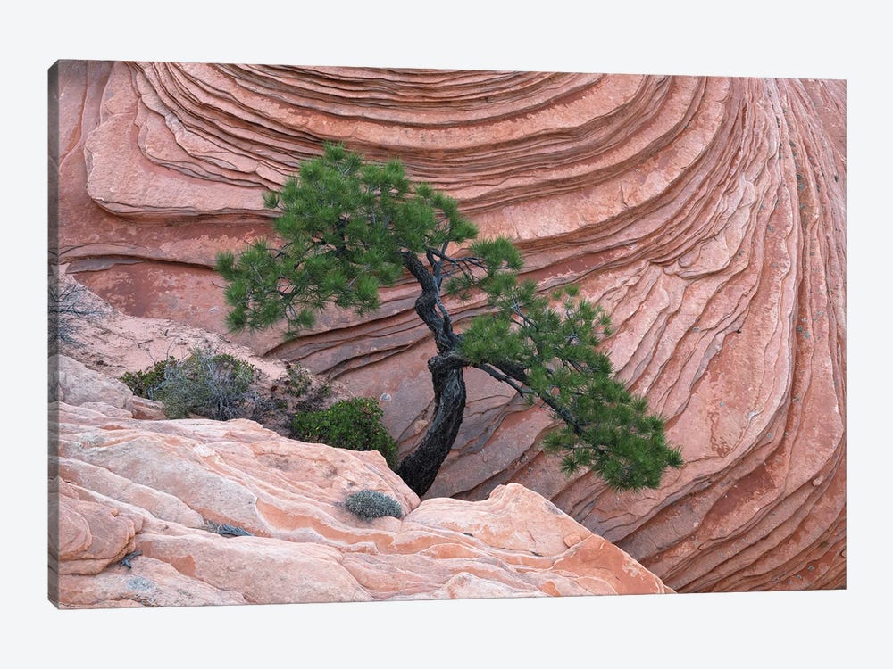 Bonsai Tree Zion by Dustin LeFevre 1-piece Art Print