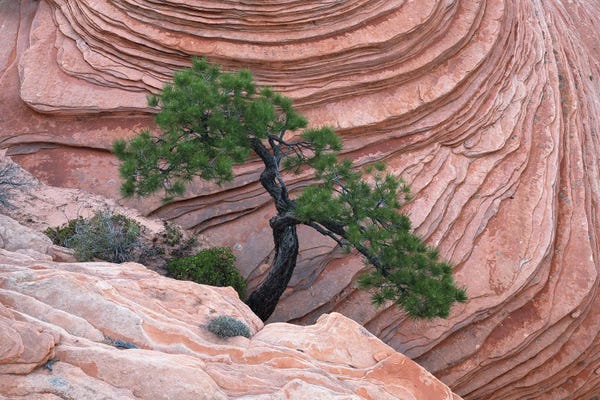 Utah: Bonsai Tree Zion by Dustin LeFevre