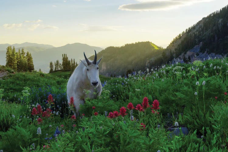 Another Goat In Paradise by Dustin LeFevre wall art