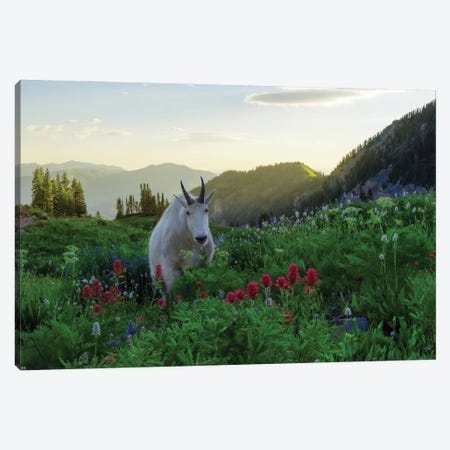 Another Goat In Paradise Canvas Print #DLF177} by Dustin LeFevre Art Print