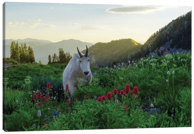 Another Goat In Paradise Canvas Art Print - Goat Art