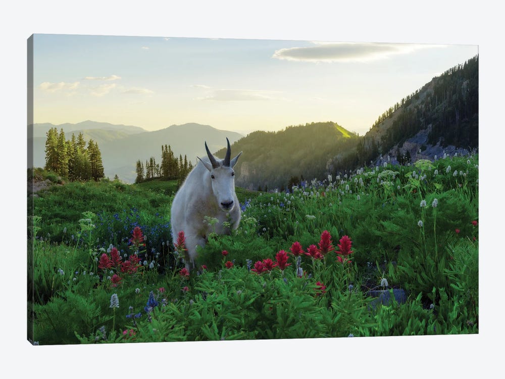 Another Goat In Paradise by Dustin LeFevre 1-piece Canvas Art