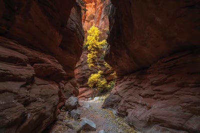 Solitude by Dustin LeFevre art print