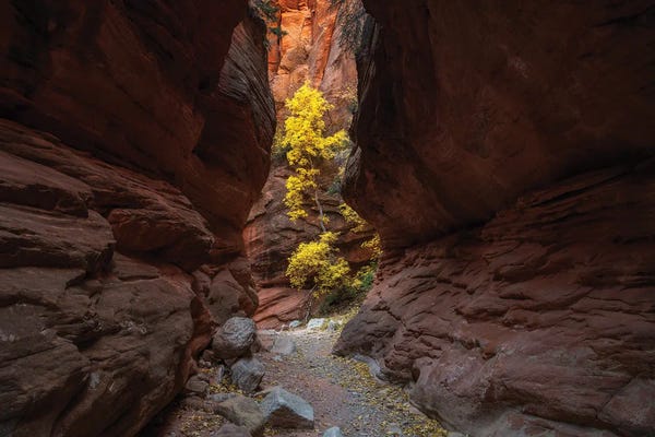 Utah: Solitude by Dustin LeFevre