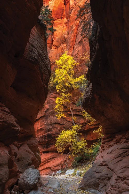 Stand Out by Dustin LeFevre wall art