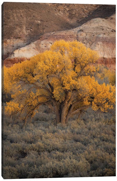 Utah Cottonwood Canvas Art Print - Dustin LeFevre