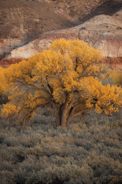 Utah Cottonwood