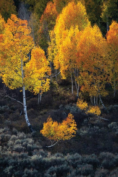 Utah: Ablaze by Dustin LeFevre