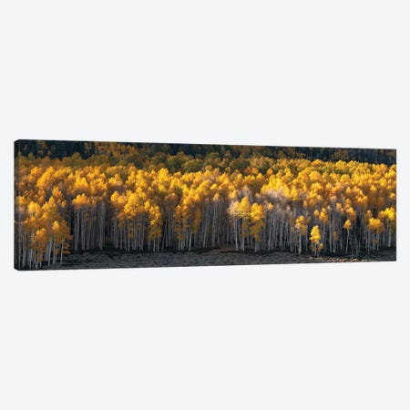 Pando Grove Panorama Canvas Print #DLF1} by Dustin LeFevre Canvas Wall Art