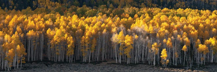 Pando Grove Panorama