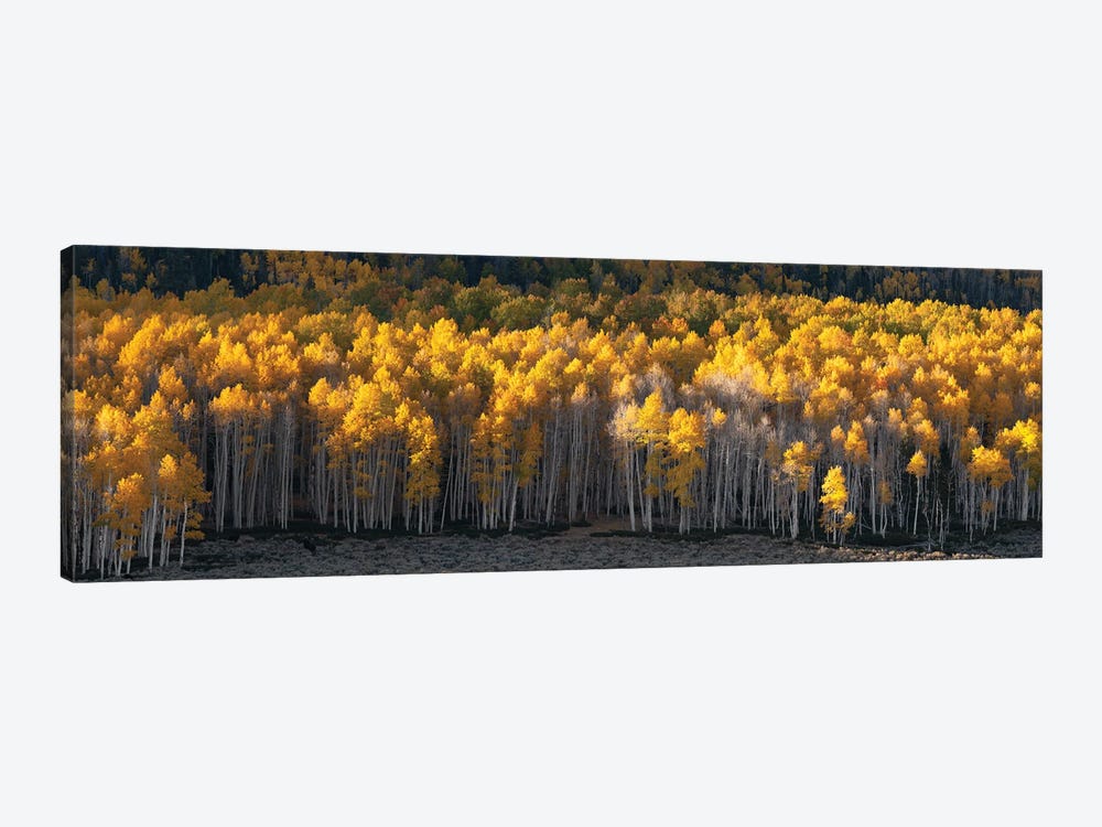 Pando Grove Panorama by Dustin LeFevre 1-piece Canvas Artwork