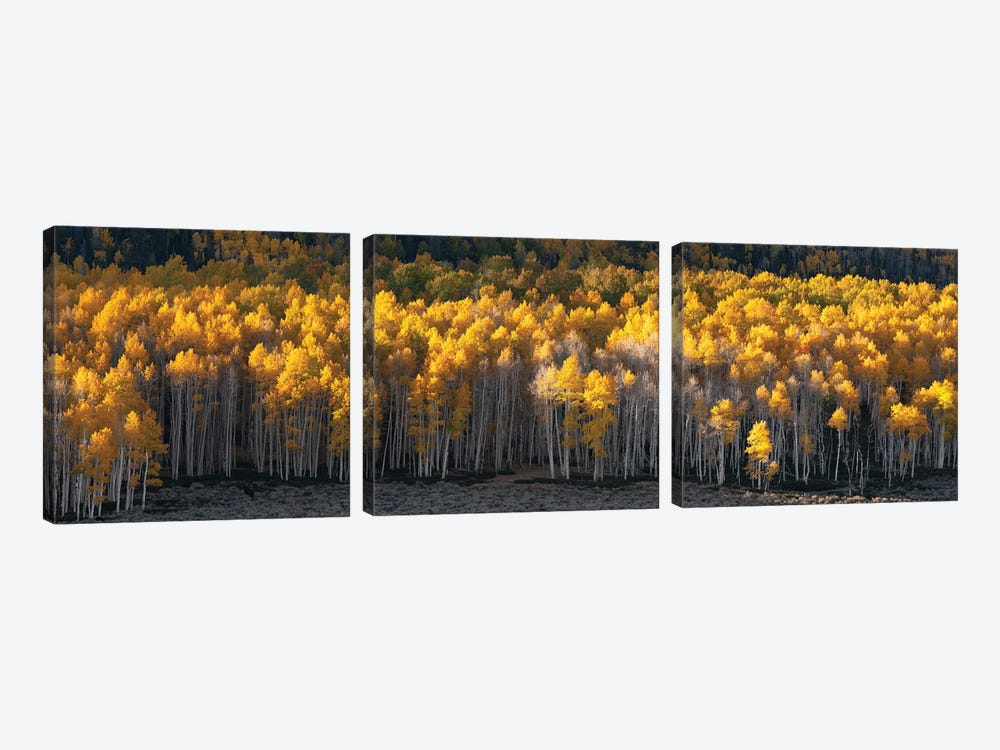 Pando Grove Panorama by Dustin LeFevre 3-piece Canvas Art