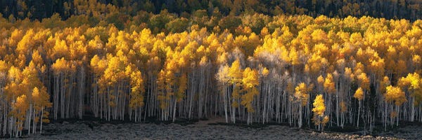 Dustin LeFevre: Pando Grove Panorama by Dustin LeFevre