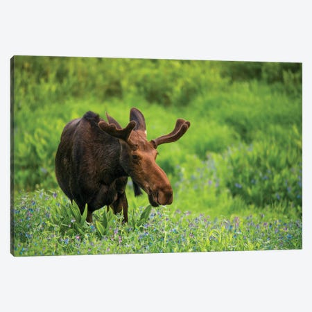 Moose In Flowers Canvas Print #DLF206} by Dustin LeFevre Canvas Art Print