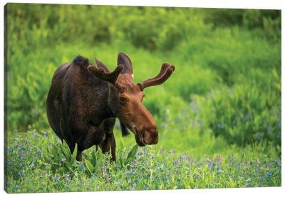 Moose In Flowers Canvas Art Print - Wyoming Art
