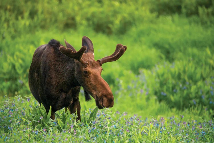 Moose In Flowers