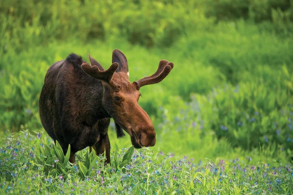 Wyoming: Moose In Flowers by Dustin LeFevre