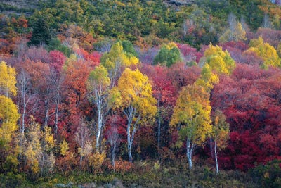 Autumn Rainbow by Dustin LeFevre acrylic art print