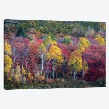 Autumn Rainbow Canvas Print #DLF213} by Dustin LeFevre Art Print