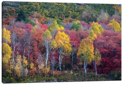 Autumn Rainbow Canvas Art Print - Dustin LeFevre
